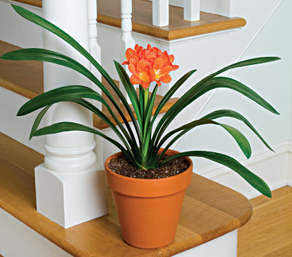 clivia.jpg