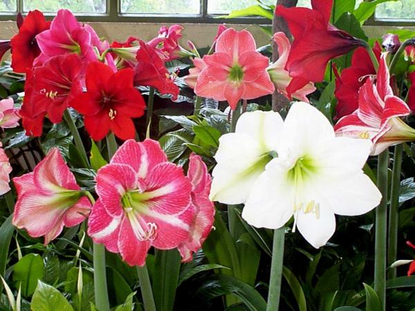 Hippeastrum.jpg