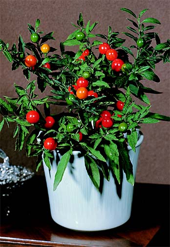 solanum-kiauliauoge.jpg