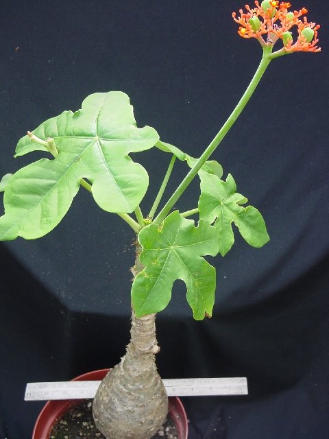 Jatropha podagrica.jpg