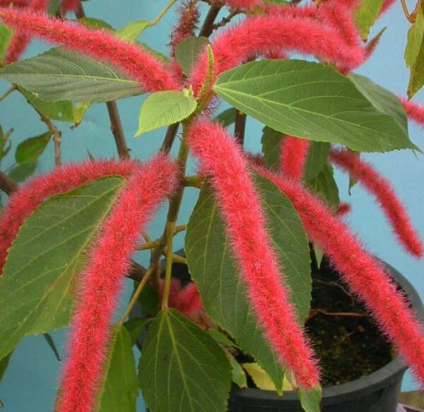 acalypha.jpg