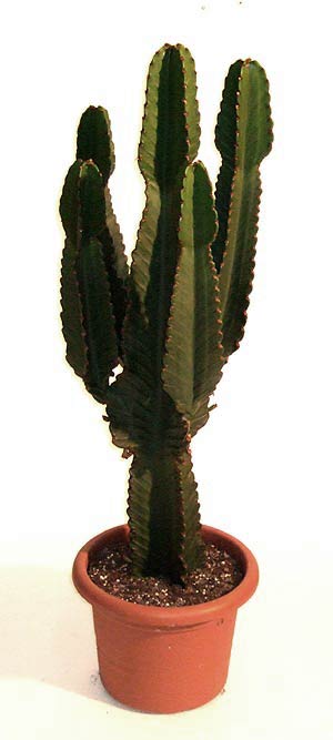 euphorbia.jpg