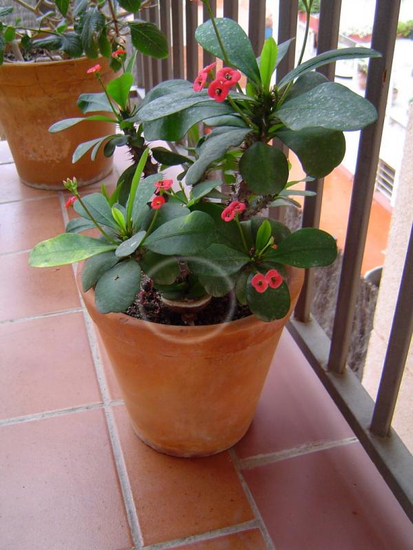 euphorbia milii.jpg