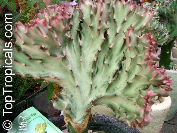 euphorbia_lactea.jpg