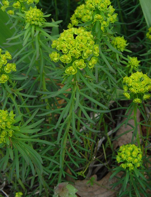 Euphorbia_cyparissias.jpg