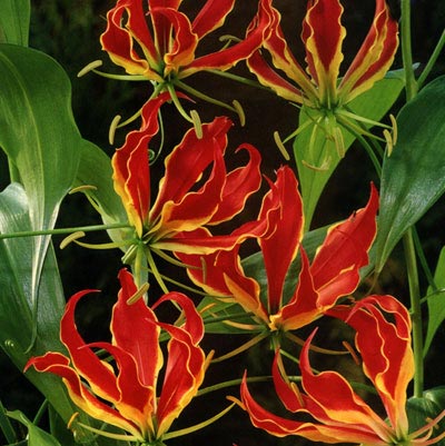 gloriosa_superba.jpg