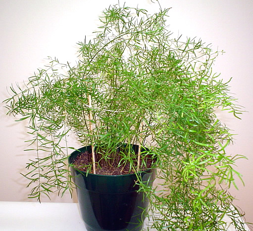 asparagus_fern.jpg