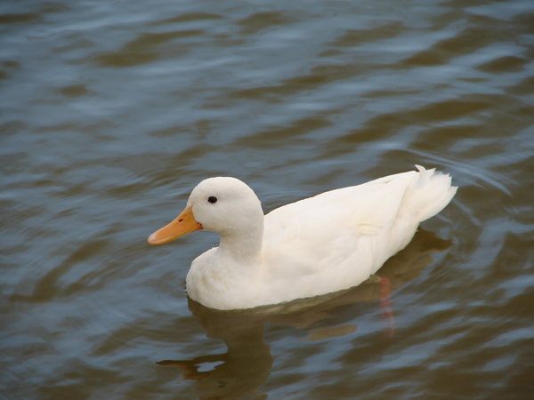 albino-duck.jpg