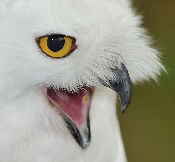 _DSC6970 Snow owl portrait.preview.jpg