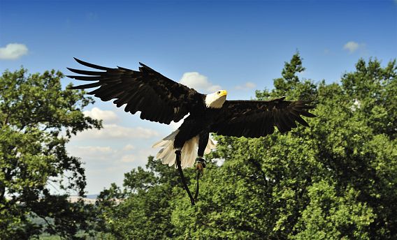 _DSC6262 Bald eagle 1.preview.jpg