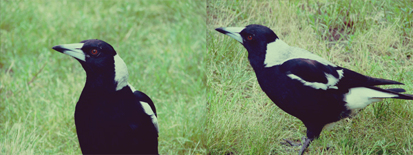 magpie.jpg