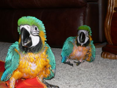 Macaw04.jpg