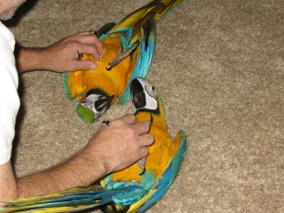 Macaw05.jpg