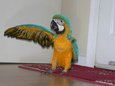 Macaw016.jpg