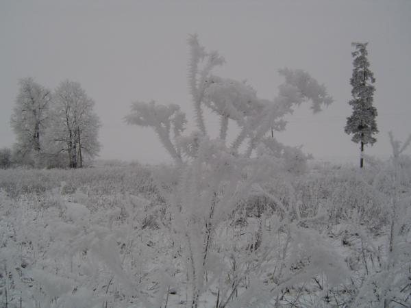 1-24-2005 žiemą.jpg