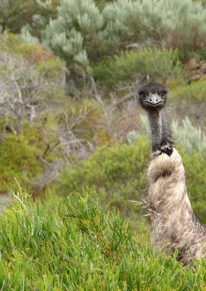 emu.jpg