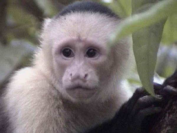 white-face-monkey-1.jpg