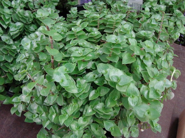 Callisia Repens.jpg