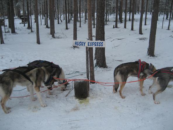 husky expres.JPG