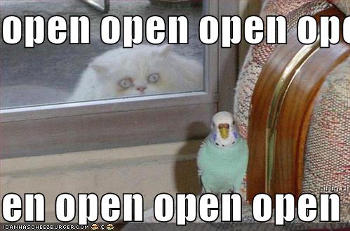 funny-pictures-crazy-cat-bird-window-open.jpg