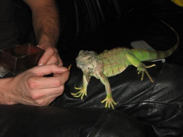 iguana4.jpg