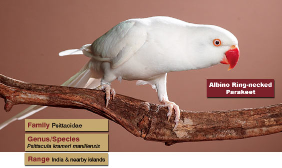 white-indian-parakeet.jpg