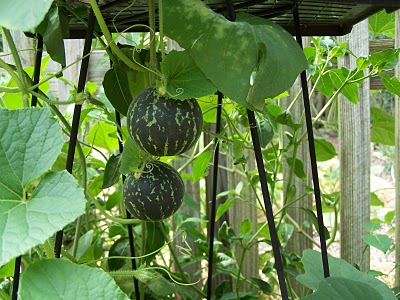 melon greenhouse.1[1].jpg