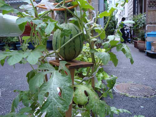 ginza_watermelon_sidewalk[1].jpg