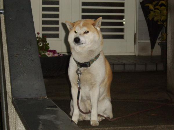 Akita inu small.jpg