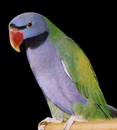 Derbyan parakeet2.jpg