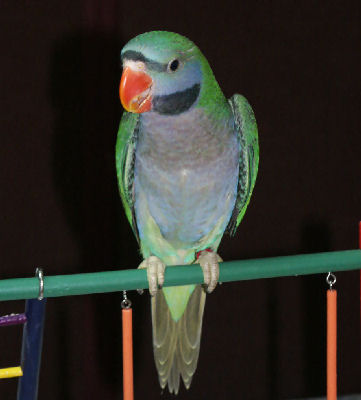 Derbyan parakeet.jpg