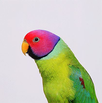 plum-headed parakeet.JPG