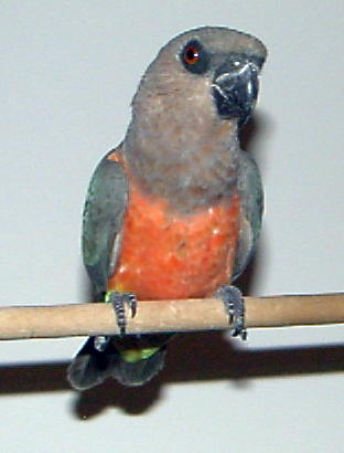 african red belly.jpg