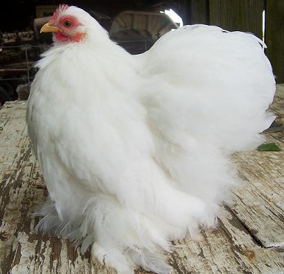 Pullet04.jpg