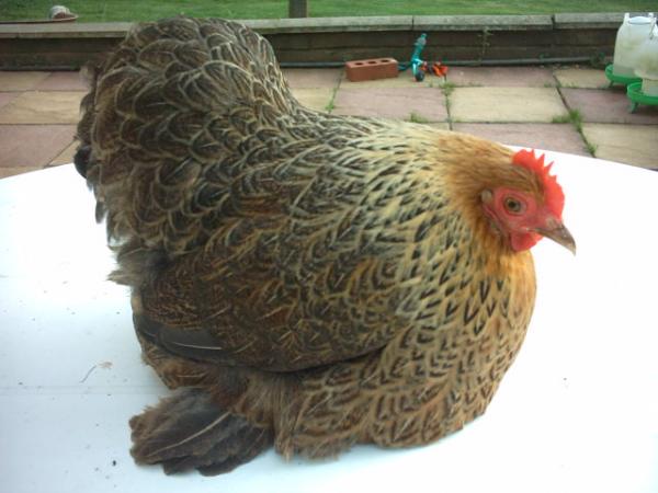 helens hens 021.jpg