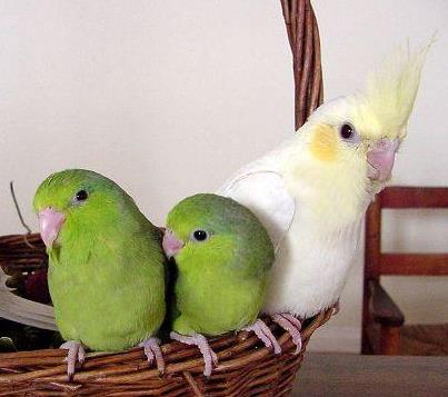 2004_babies_parrotlets_pastelface_2_c.jpg