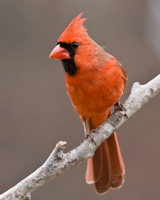 Northern Cardinal Judy Howle.jpg