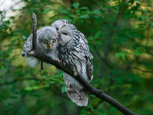 ural-owl-chick-zacek_58934_990x742.jpg