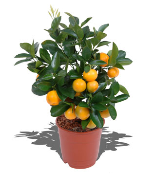 citrus-calamondin[1].jpg