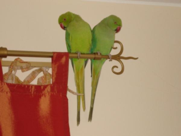 love birds.jpg