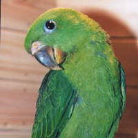 Parrot_Sasanoha.jpg