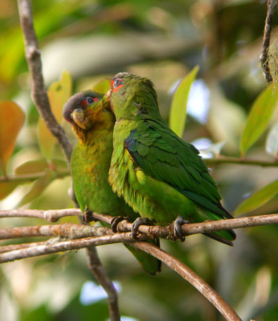 Blue-fronted-Parrotlet2.jpg