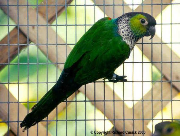 blackcappedconure.jpg