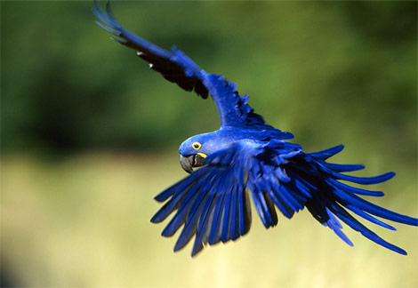 hyacinth-macaw.jpg