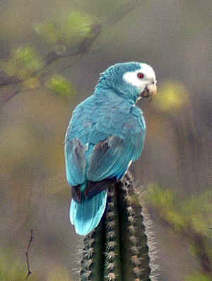 Blue_ParrotLR.jpg