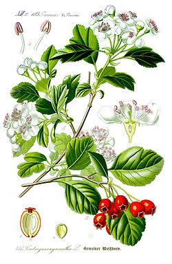 250px-Illustration_Crataegus_laevigata1.jpg