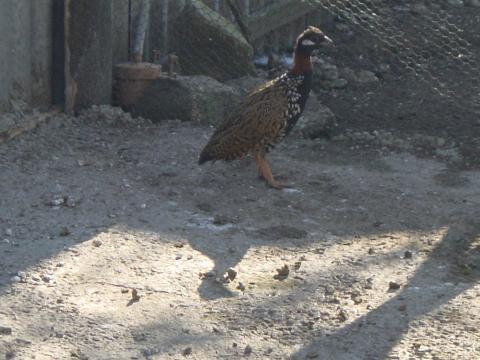 Francolin Comun (Custom).jpg