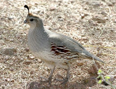 callipepla gambelli patele (Custom).jpg