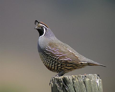 callipepla californica (Custom).jpg