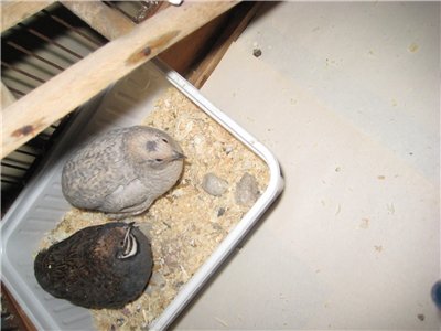 Asian Blue Quail.jpg